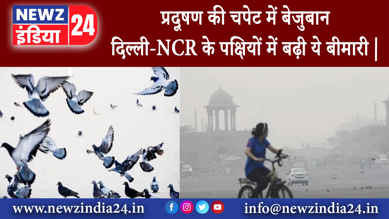 दिल्ली – प्रदूषण की चपेट में बेजुबान दिल्ली-NCR के पक्षियों में बढ़ी ये बीमारी |