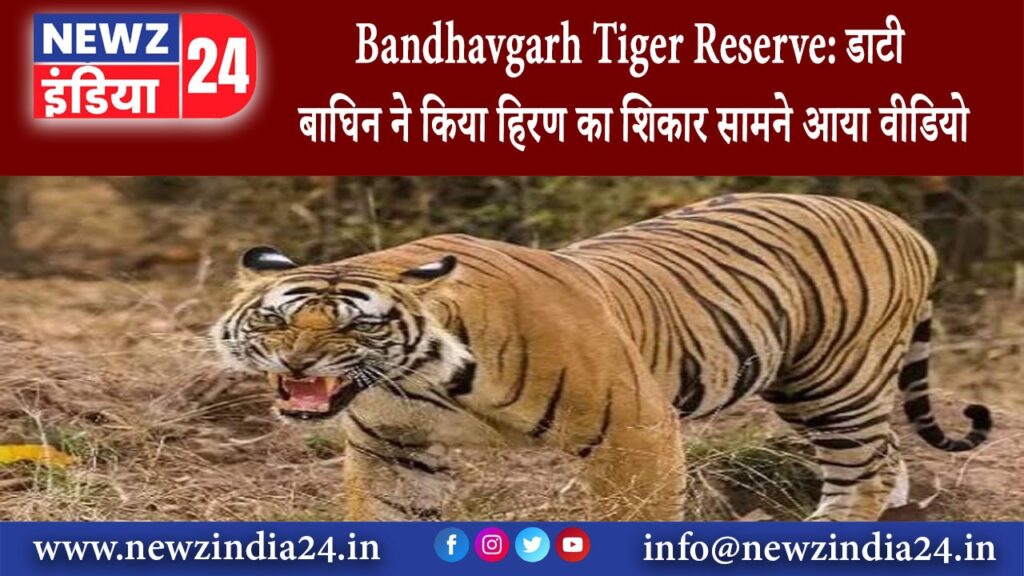 उमरिया – Bandhavgarh Tiger Reserve: डाटी बाघिन ने किया हिरण का शिकार सामने आया वीडियो