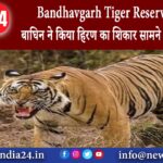 उमरिया – Bandhavgarh Tiger Reserve: डाटी बाघिन ने किया हिरण का शिकार सामने आया वीडियो