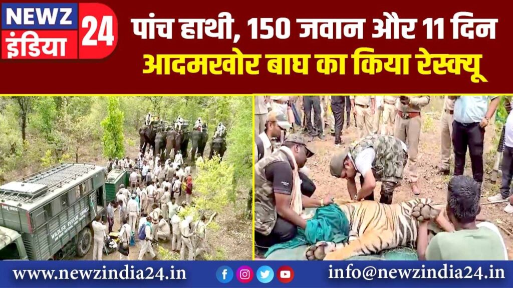 पांच हाथी, 150 जवान और 11 दिन,आदमखोर बाघ का किया रेस्क्यू |