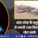 आंध्र प्रदेश के मछुआरे ने पकड़ी 1500 किलो की व्हेल शार्क |