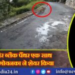 तेंदुआ और ब्लैक पैंथर एक साथ दिखे,हर्ष गोयनका ने शेयर किया Video