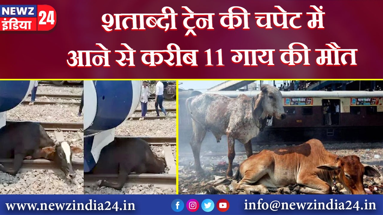 शताब्दी ट्रेन की चपेट में आने से करीब 11 गाय की मौत |