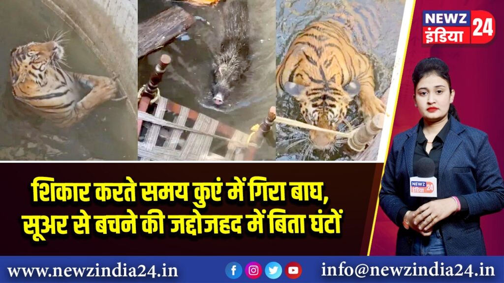शिकार करते समय कुएं में गिरा बाघ, सूअर से बचने की जद्दोजहद में बिता घंटों