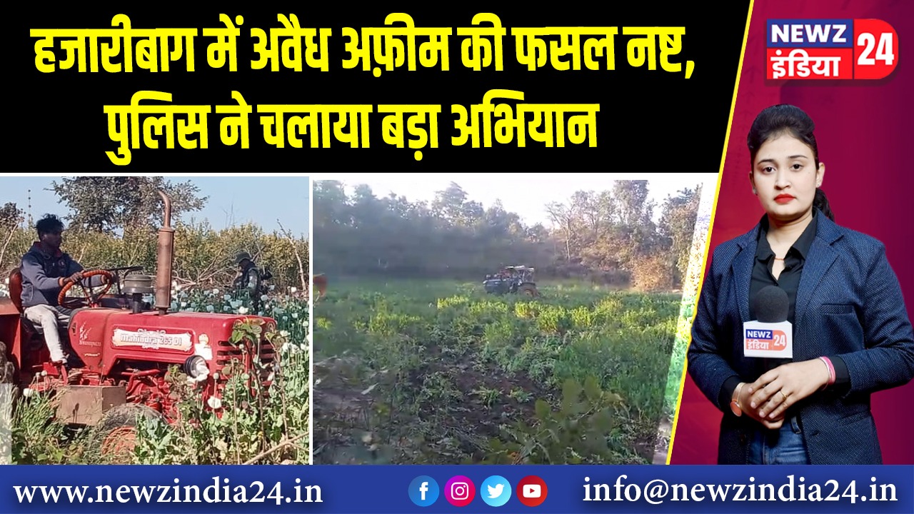 हजारीबाग में अवैध अफ़ीम की फसल नष्ट, पुलिस ने चलाया बड़ा अभियान