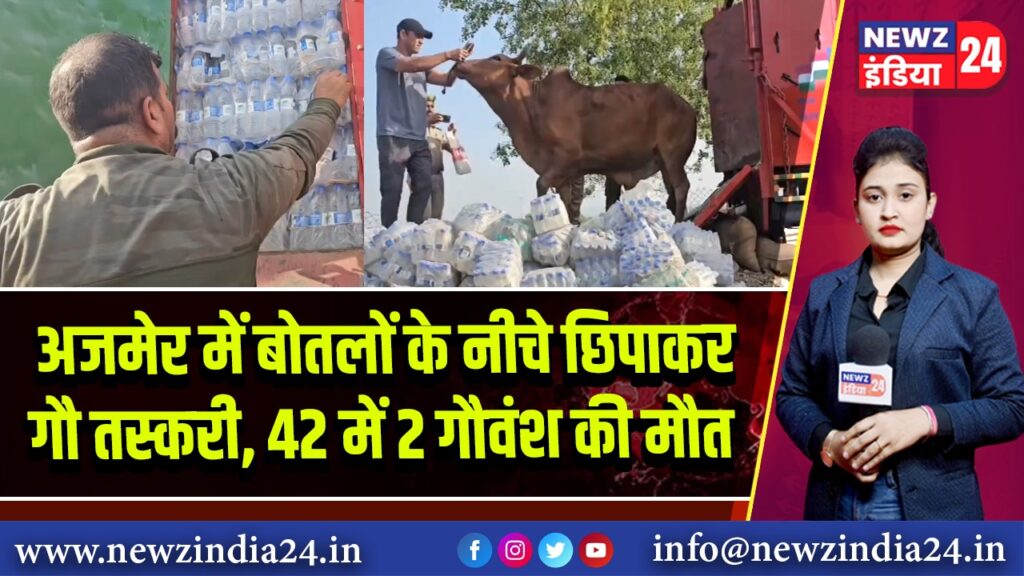 अजमेर में बोतलों के नीचे छिपाकर गौ तस्करी, 42 में 2 गौवंश की मौत 