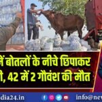 अजमेर में बोतलों के नीचे छिपाकर गौ तस्करी, 42 में 2 गौवंश की मौत 