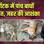 कर्नाटक में पांच बाघों की मौत, जहर की आशंका