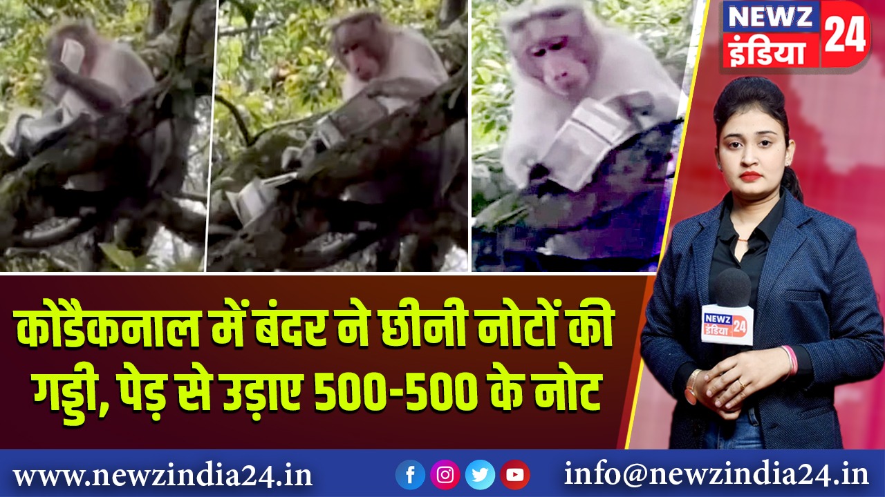 कोडैकनाल में बंदर ने छीनी नोटों की गड्डी, पेड़ से उड़ाए 500-500 के नोट |