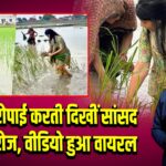 धान की रोपाई करती दिखीं सांसद प्रिया सरोज, वीडियो हुआ वायरल