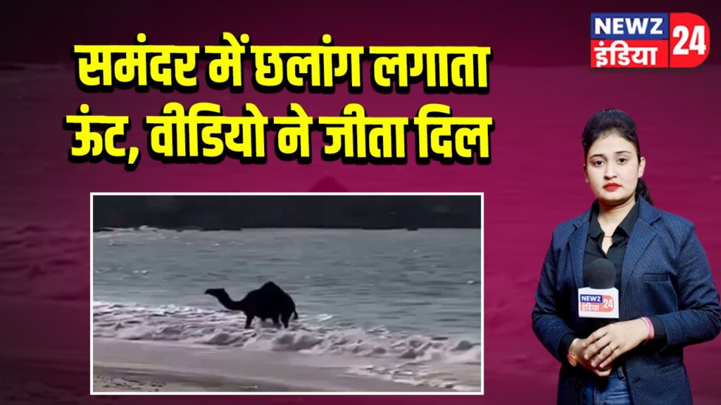 समंदर में छलांग लगाता ऊंट, वीडियो ने जीता दिल