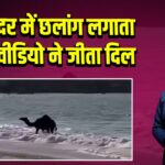 समंदर में छलांग लगाता ऊंट, वीडियो ने जीता दिल