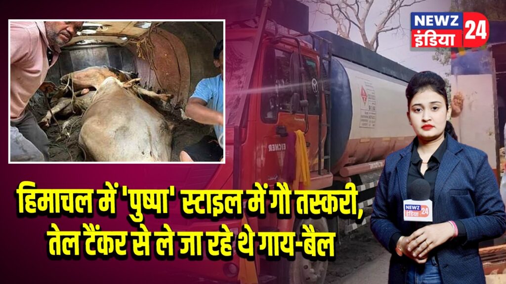 हिमाचल में ‘पुष्पा’ स्टाइल में गौ तस्करी, तेल टैंकर से ले जा रहे थे गाय-बैल