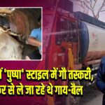 हिमाचल में ‘पुष्पा’ स्टाइल में गौ तस्करी, तेल टैंकर से ले जा रहे थे गाय-बैल