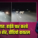 गुजरात: हाईवे पार करते दिखे 10 शेर, वीडियो वायरल | 