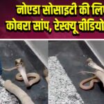 नोएडा सोसाइटी की लिफ्ट में कोबरा सांप, रेस्क्यू वीडियो वायरल
