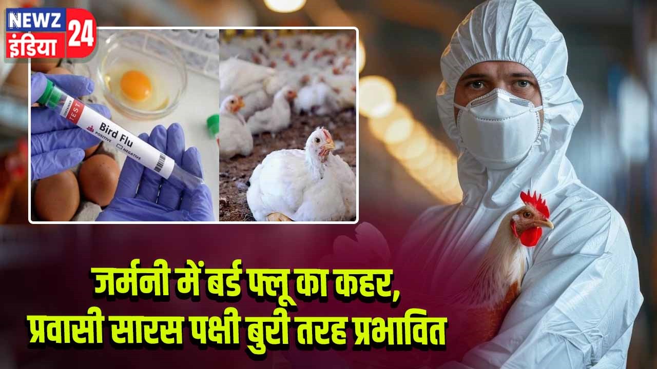 जर्मनी में बर्ड फ्लू का कहर, प्रवासी सारस पक्षी बुरी तरह प्रभावित