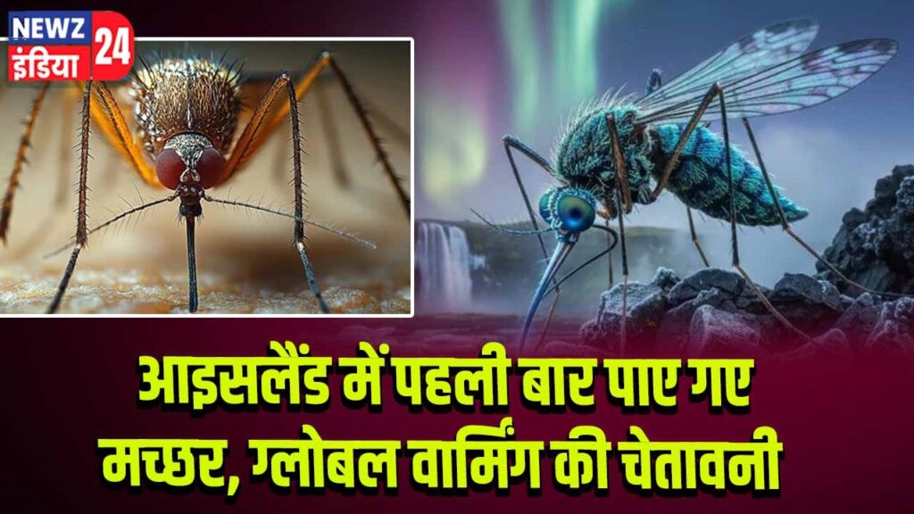 आइसलैंड में पहली बार पाए गए मच्छर, ग्लोबल वार्मिंग की चेतावनी l