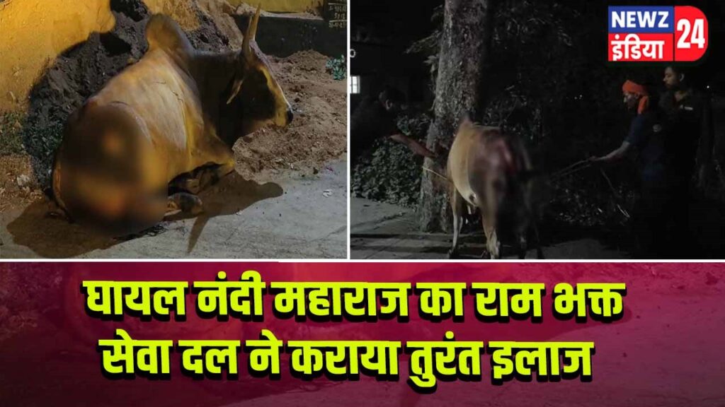 घायल नंदी महाराज का राम भक्त सेवा दल ने कराया तुरंत इलाज |