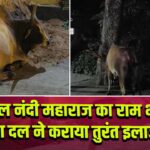 घायल नंदी महाराज का राम भक्त सेवा दल ने कराया तुरंत इलाज |