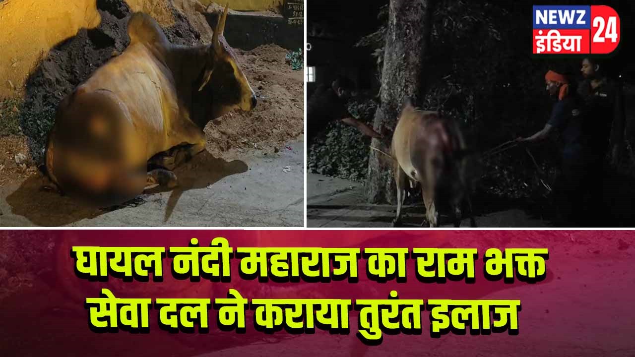 घायल नंदी महाराज का राम भक्त सेवा दल ने कराया तुरंत इलाज |