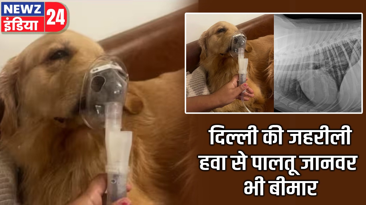 दिल्ली की जहरीली हवा से पालतू जानवर भी बीमार