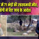 लखनऊ में 71 भेड़ों की रहस्यमयी मौत, CM योगी ने दिए जांच के आदेश |