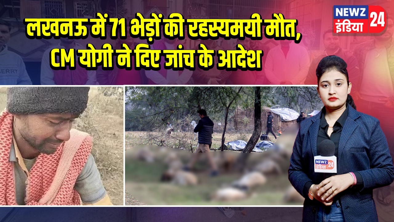 लखनऊ में 71 भेड़ों की रहस्यमयी मौत, CM योगी ने दिए जांच के आदेश |