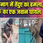 अनंतनाग में तेंदुए का हमला, CRPF का एक जवान घायल