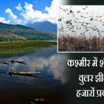 कश्मीर में शीतलहर तेज, वुलर झील में लौटे हजारों प्रवासी पक्षी
