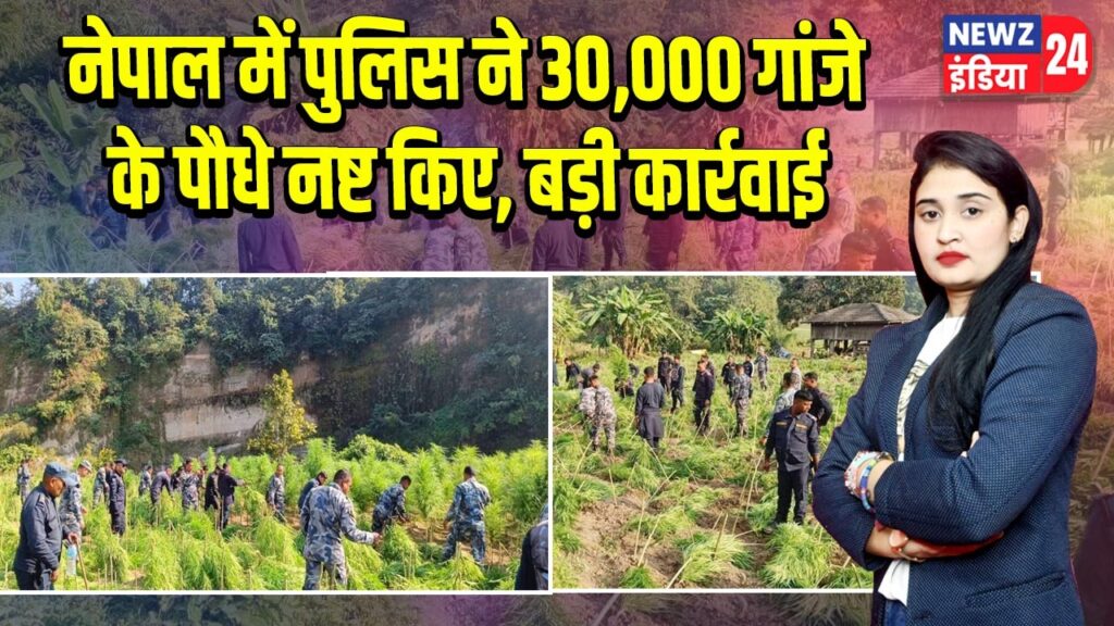 नेपाल में पुलिस ने 30,000 गांजे के पौधे नष्ट किए, बड़ी कार्रवाई