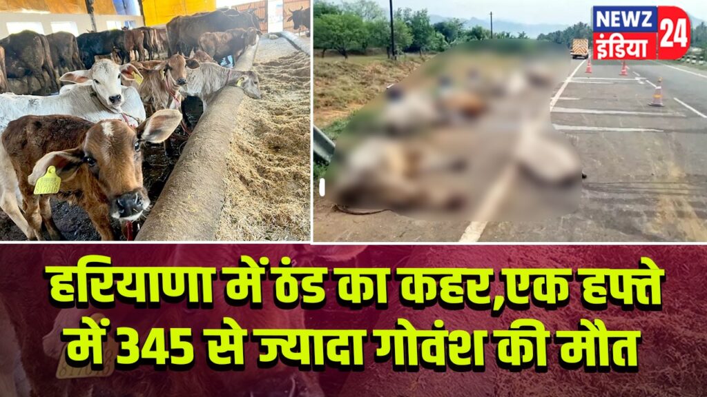 हरियाणा में ठंड का कहर, एक हफ्ते में 345 से ज्यादा गोवंश की मौत