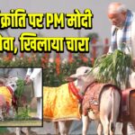 मकर संक्रांति पर PM मोदी की गौसेवा, खिलाया चारा