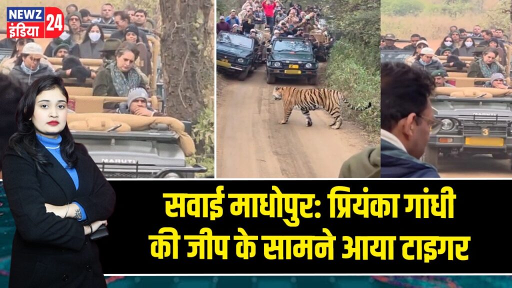 सवाई माधोपुर: प्रियंका गांधी की जीप के सामने आया टाइगर |