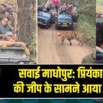 सवाई माधोपुर: प्रियंका गांधी की जीप के सामने आया टाइगर |