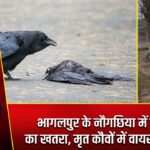 भागलपुर के नौगछिया में बर्ड फ्लू का खतरा, मृत कौवों में वायरस की पुष्टि |