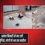 अज्ञात बिमारी से मर रही मुर्गियां, लोगों में भय का माहौल |