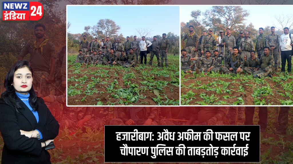 हजारीबाग: अवैध अफीम की फसल पर चौपारण पुलिस की ताबड़तोड़ कार्रवाई