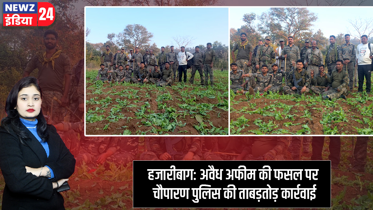हजारीबाग: अवैध अफीम की फसल पर चौपारण पुलिस की ताबड़तोड़ कार्रवाई