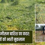 मथुरा में बेमौसम बारिश का कहर: फसलों को भारी नुकसान