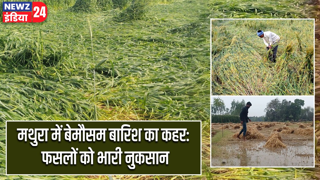 मथुरा में बेमौसम बारिश का कहर: फसलों को भारी नुकसान