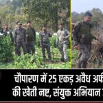 चौपारण में 25 एकड़ अवैध अफीम की खेती नष्ट, संयुक्त अभियान जारी |