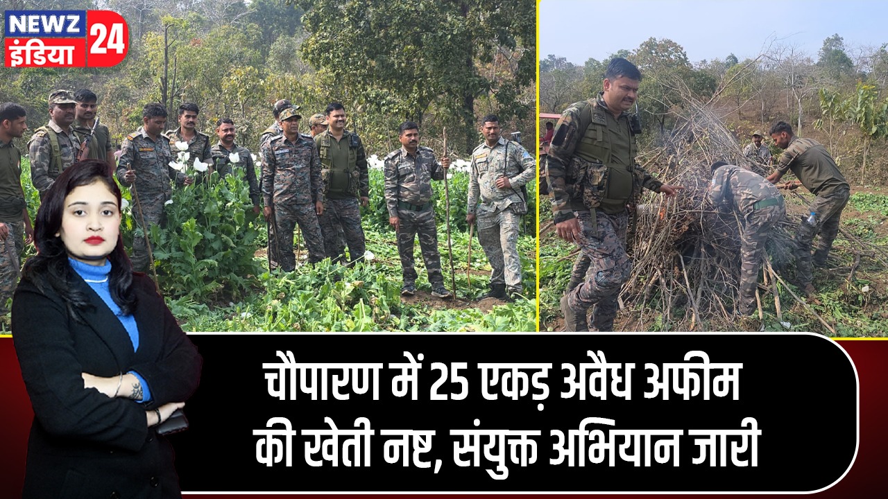 चौपारण में 25 एकड़ अवैध अफीम की खेती नष्ट, संयुक्त अभियान जारी |