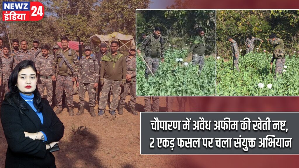 चौपारण में अवैध अफीम की खेती नष्ट, 2 एकड़ फसल पर चला संयुक्त अभियान |