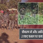 चौपारण में अवैध अफीम की खेती नष्ट, 2 एकड़ फसल पर चला संयुक्त अभियान |