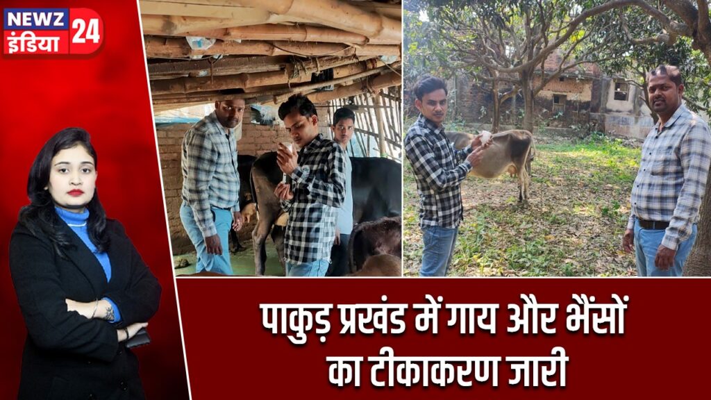 पाकुड़ प्रखंड में गाय और भैंसों का टीकाकरण जारी