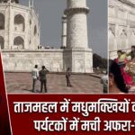 ताजमहल में मधुमक्खियों का हमला, पर्यटकों में मची अफरा-तफरी |
