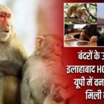 बंदरों के उत्पात पर इलाहाबाद HC का हस्तक्षेप, यूपी में वन विभाग को मिली कमान