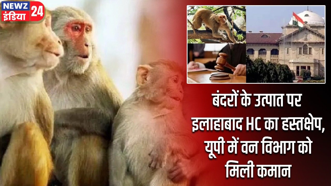 बंदरों के उत्पात पर इलाहाबाद HC का हस्तक्षेप, यूपी में वन विभाग को मिली कमान