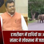 हजारीबाग में हाथियों का आतंक, सांसद ने लोकसभा में जताई चिंता